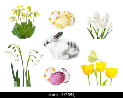 Little spotty rabbit, painted easter eggs, snowdrop, muscari, cowslip, tulip flowers and butterfly isolated on white Stock Photo