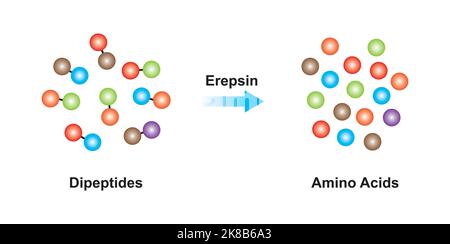 Scientific Designing of Erepsin Enzyme Effect on Dipeptide Molecule. Vector Illustration. Stock Vector