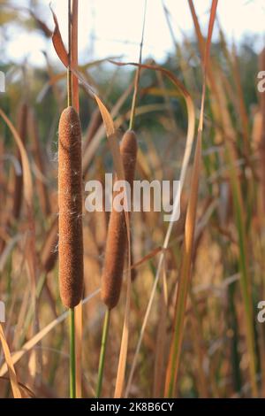 Wild reeds and cattails growing in the autumn meadow. Stock Photo