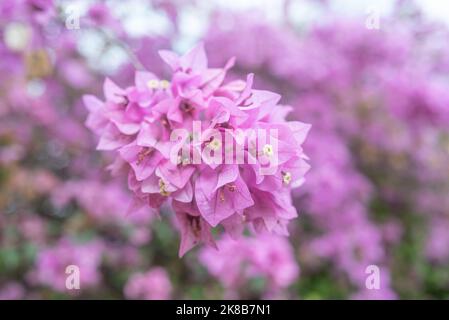 Blurred light pink bougainvillea closeup. Tender lilac pink flowers background Stock Photo