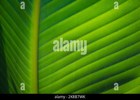 Banana leaf closeup. Abstract botanical background with copy space Stock Photo