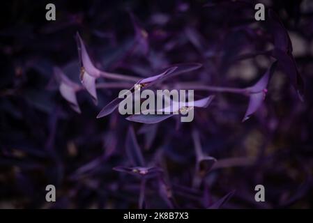 Dark purple heart plant, closeup. Purple queen or trandescantia pallida leaves Stock Photo