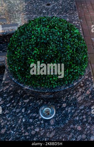 Trimmed thuja growing in large plastic pot. Big potted green thuya growth on winter yard cutout. Cone shape evergreen topiary tree grow in flowerpot c Stock Photo