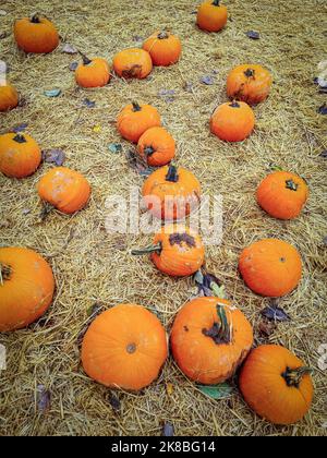Pumpkins on hay, at a pick your own pumpkins farm Stock Photo