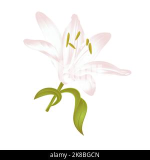 White Lily Lilium candidum, a white flower with leaves  vector illustration editable Hand drawn Stock Vector