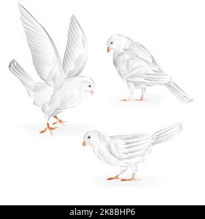Carriers white pigeons domestic breeds sports birds vintage  set seven vector Stock Vector
