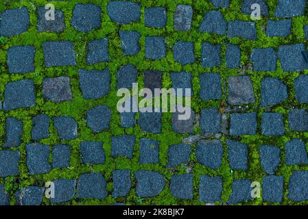 Paving stones with moss growing between stones in sunlight with shadows in the park Ukraine Stock Photo