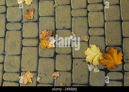 a branch with green leaves on the floor of gray stone slabs marble beton stone Stock Photo