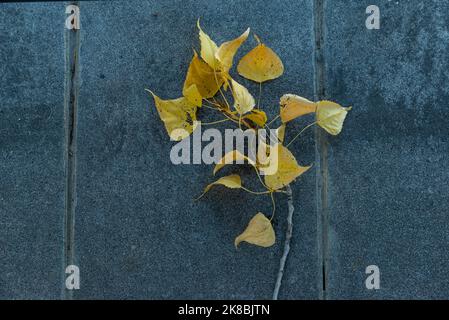 a branch with green leaves on the floor of gray stone slabs marble beton stone Stock Photo