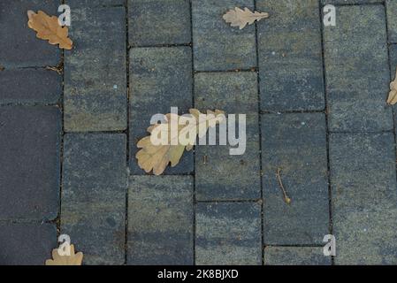 a branch with green leaves on the floor of gray stone slabs marble beton stone Stock Photo
