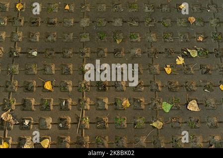 Geometric Concrete Of Parking Whith Green Grass. Grey Concrete Tile With Cells Of Eco Parking With Hole For Grass, Top View. Stock Photo