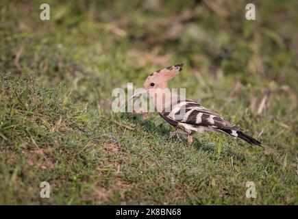 Eurasian hoopoe.hoopoe is an exotic looking bird that is the size of a mistle thrush. Stock Photo