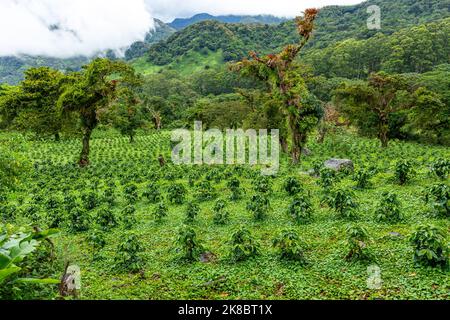 Coffee plantation, raw green coffee beans and leaves, in Boquete, Panama. Central America. Stock Photo