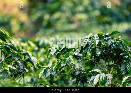 Coffee plantation, raw green coffee beans and leaves, in Boquete, Panama. Central America. Stock Photo