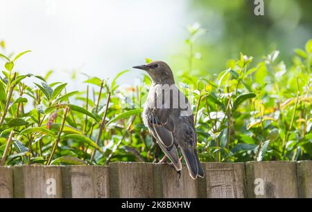 Juvenile common or European starling (sturnus vulgaris) in a UK garden in summer Stock Photo