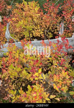 Fall colors on wild huckleberry shrubs, Mt. Hood, Oregon Stock Photo