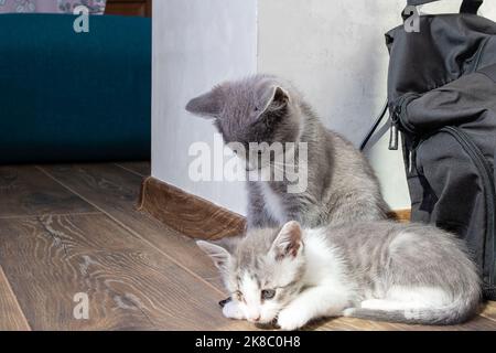 Kitten attacks another kitten in the room close up Stock Photo