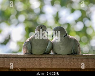 Collared Dove Streptopelia decaocto Stock Photo