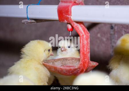 Day-old broiler chickens drink water from drinkers. Stock Photo