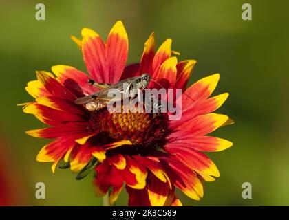 A bee joins a Red-legged Grasshopper on a Gaillardia flower bloom wanting to pollinate. Stock Photo