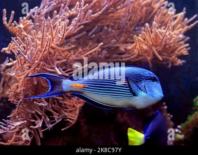 Acanthurus sohal tang fish swims in coral reef aquarium Stock Photo