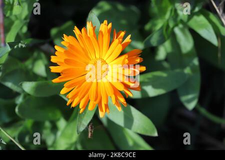 Orange marigold (Calendula officinalis) on green background. Stock Photo