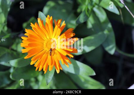 Orange marigold (Calendula officinalis) on green background. Stock Photo