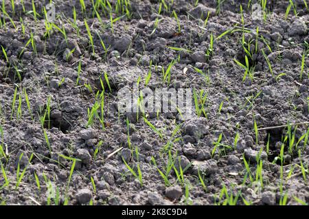 Emergence of winter cereals with weeds, Silky bent Apera spica venti seedling with one tiller. Stock Photo