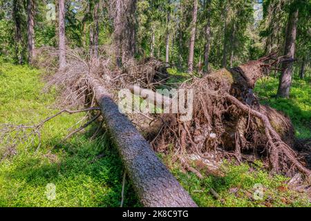 Two dried fallen after storm spruce trees lay in summer forest. Dried branches and roots of trees devastated by windstorm. Stock Photo