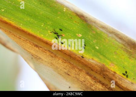 Cereal leaf aphid Rhopalosiphum maidis, rose-grain aphid Metopolophium dirhodum infestation on the maize. Stock Photo