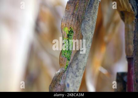 Cereal leaf aphid Rhopalosiphum maidis infestation on the maize. Stock Photo