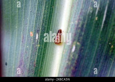 Aphids hunter - pupa of the hoverfly (Syrphidae) on insect on a leaf. Stock Photo