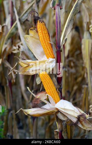 Corn cobs in a crop field. Stock Photo