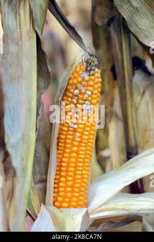 Fusarium ear rot symptoms on kernels. A serious disease of maize caused by a fungus Fusarium. F. verticillioides. Causes significant grain yield losse Stock Photo