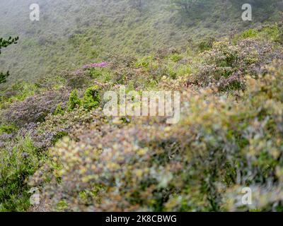 Overcast view of the landscape of Hehuanshan at Taiwan Stock Photo