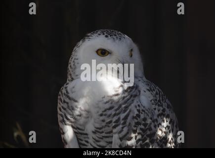 White owl sitting on a stump in the dark Stock Photo