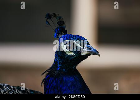 Beautiful portrait of male peacock on blurred background Stock Photo