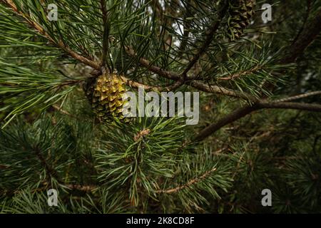 Close up at yang cone surrounded by long needles of black pine Stock Photo