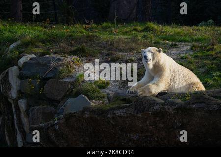 White bear on the rocks, Lying polar bear situated on a rock Stock Photo