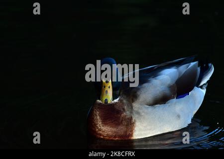 Mallard duck Anas platyrhynchos on Linlithgow Loch Stock Photo