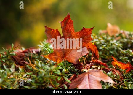 fallen autumn orange maple leaf on a green bush Stock Photo