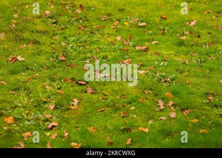 Yellow fallen autumn curly maple leaves on green grass with acorns Stock Photo