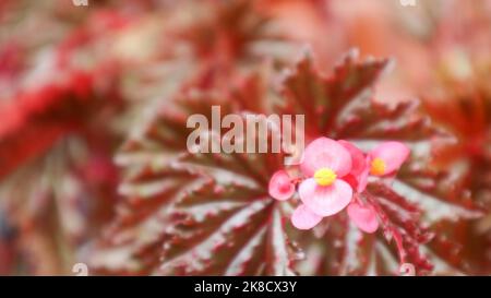 Beautiful Pink Begonia flower with Red leaves Stock Photo