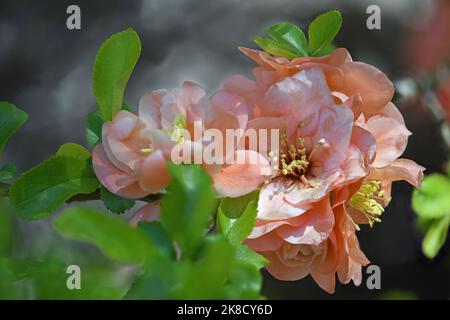 Light Pink Japanese Rose from a Japanese Garden in New Mexico. Stock Photo