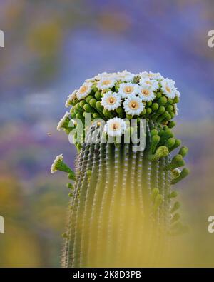 A tiny bee pollinates the blossom of a giant saguaro cactus. Stock Photo