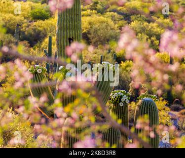 A grouping of saguaro cacti in bloom seen through the canopy os an Ironwood tree in bloom. Tucson, Arizona. Stock Photo