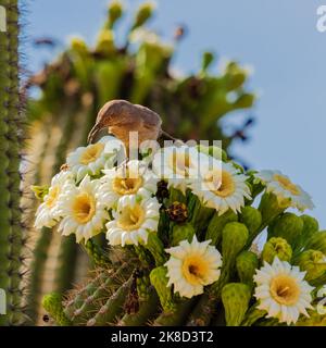 A Curve Billed Thrasher and a bee face off on a Saguaro covered in blossoms. Stock Photo