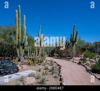 A hike through the Sonoran Desert with native cactus Stock Photo
