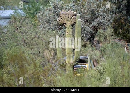 An example of a rare Crested Saguaro Stock Photo