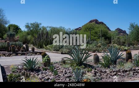 A hike through the Sonoran Desert with native cactus Stock Photo